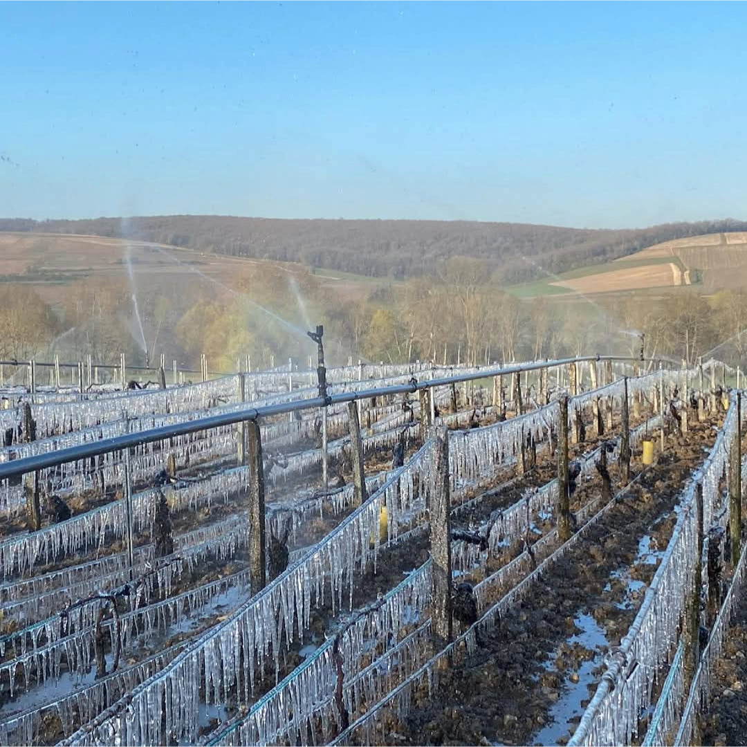 Domaine Daniel Séguinot Chablis