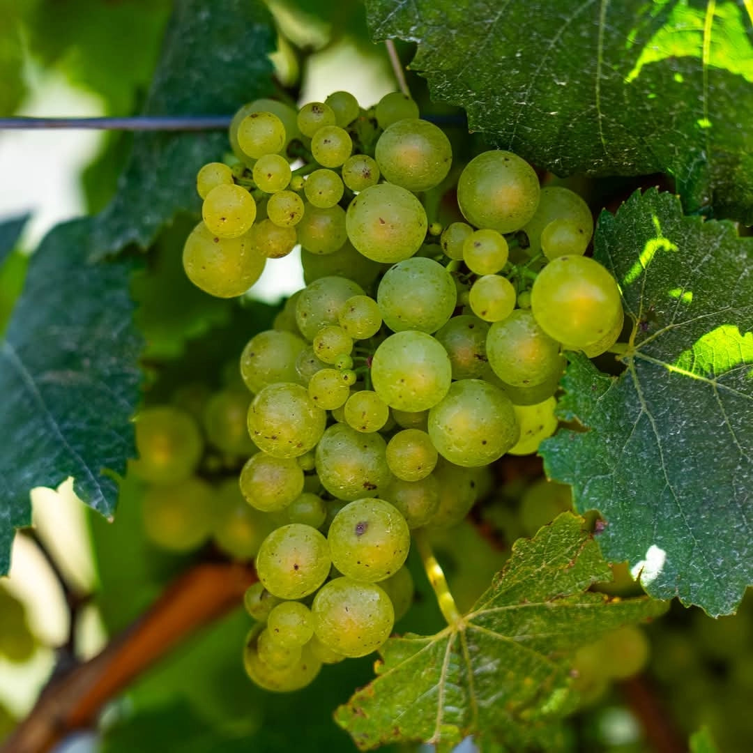 Seifried Gruner Veltliner