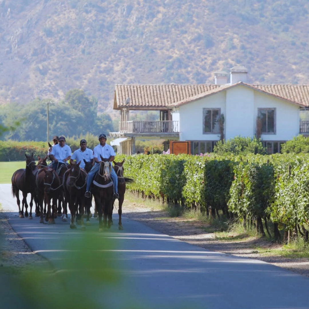Casa Silva Lago Ranco Patagonian Riesling