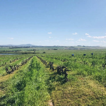 Spice Route Swartland Pinotage