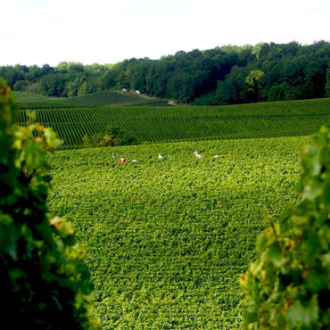 Taittinger Folies De La Marquetterie