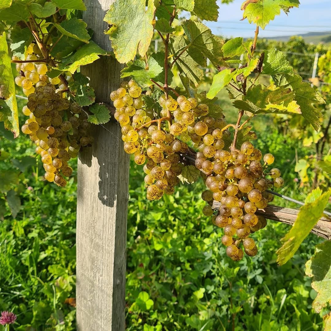Champagne Tarlant Brut Nature