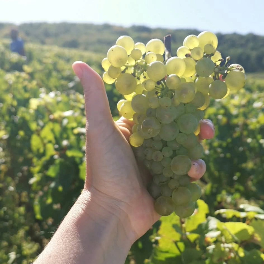 Champagne Tarlant Brut Nature