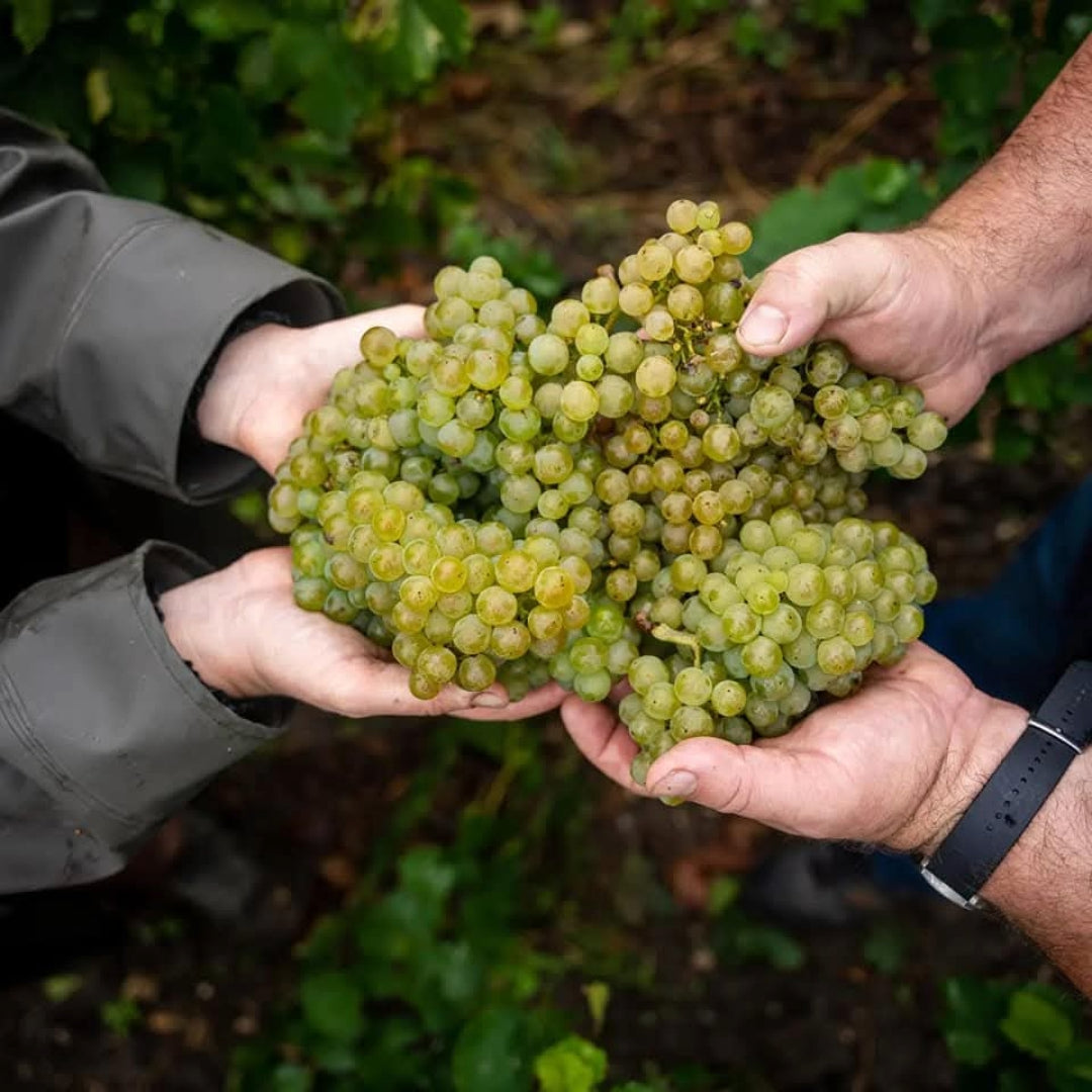 Champagne Tarlant Brut Nature