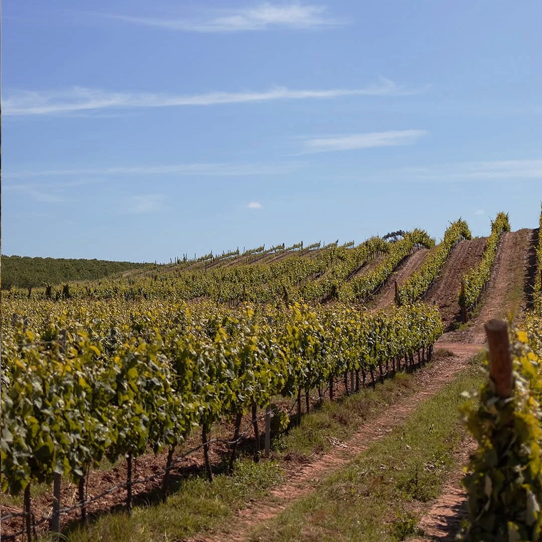 Mingorra Colheita Tinto