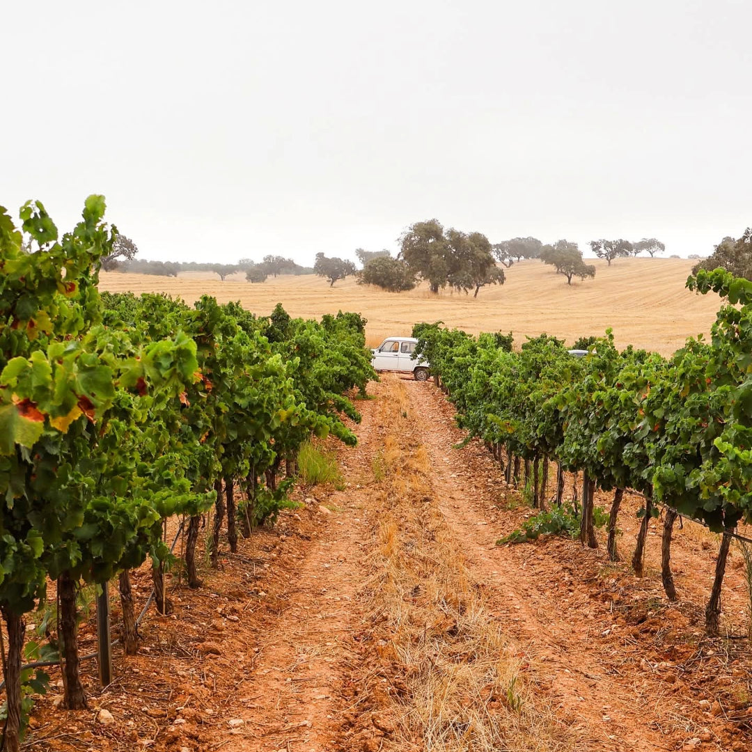Mingorra Colheita Tinto