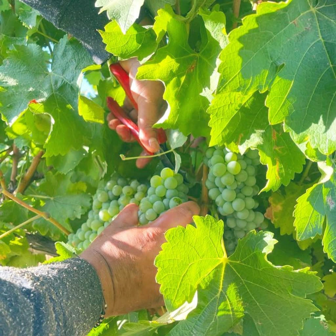 Mingorra Colheita Tinto