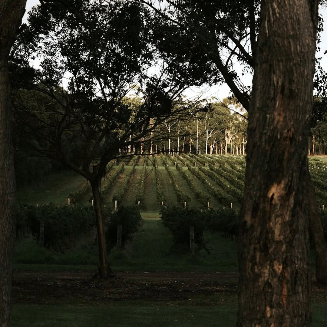 Vasse Felix Cabernet Sauvignon