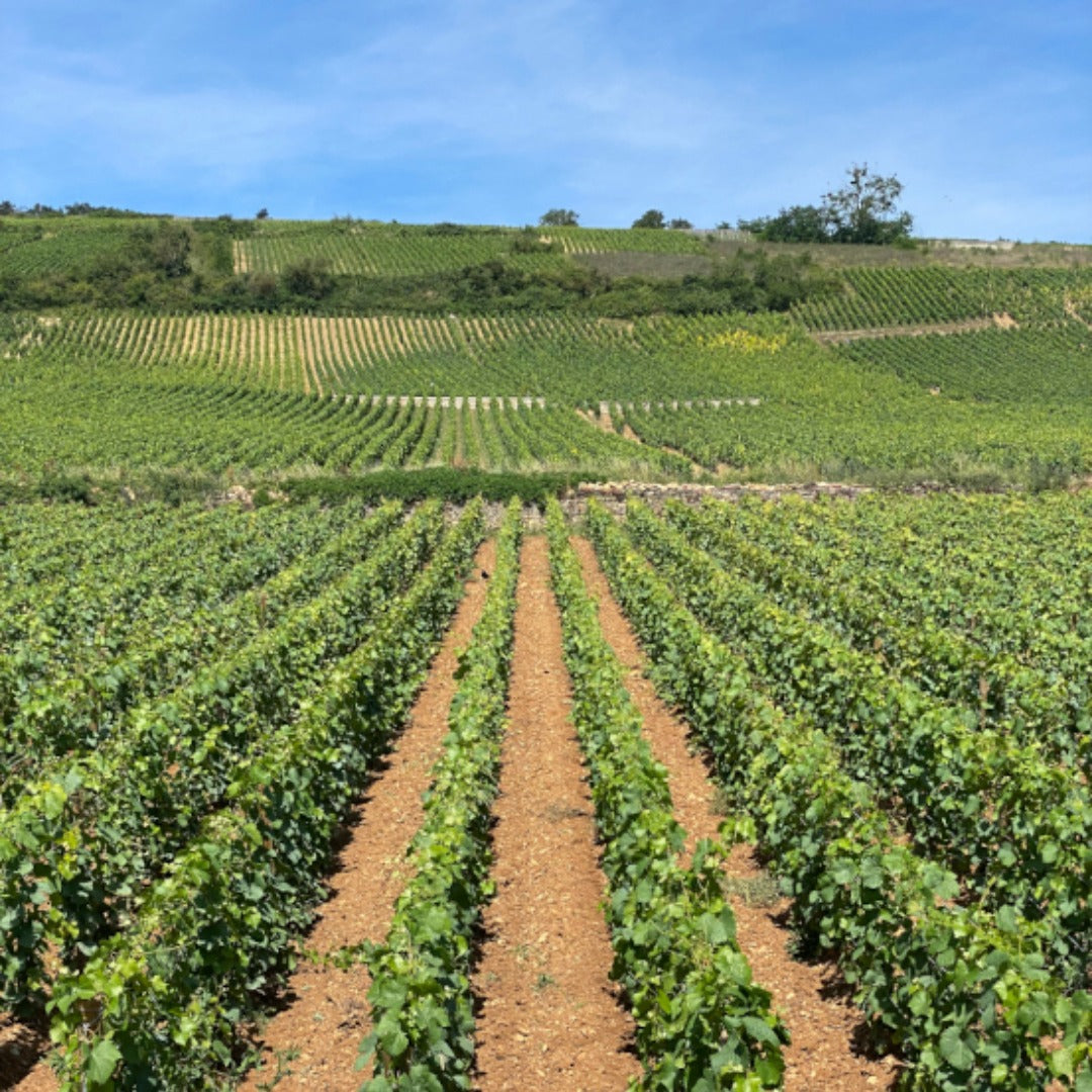Domaine Fernand & Laurent Pillot Volnay