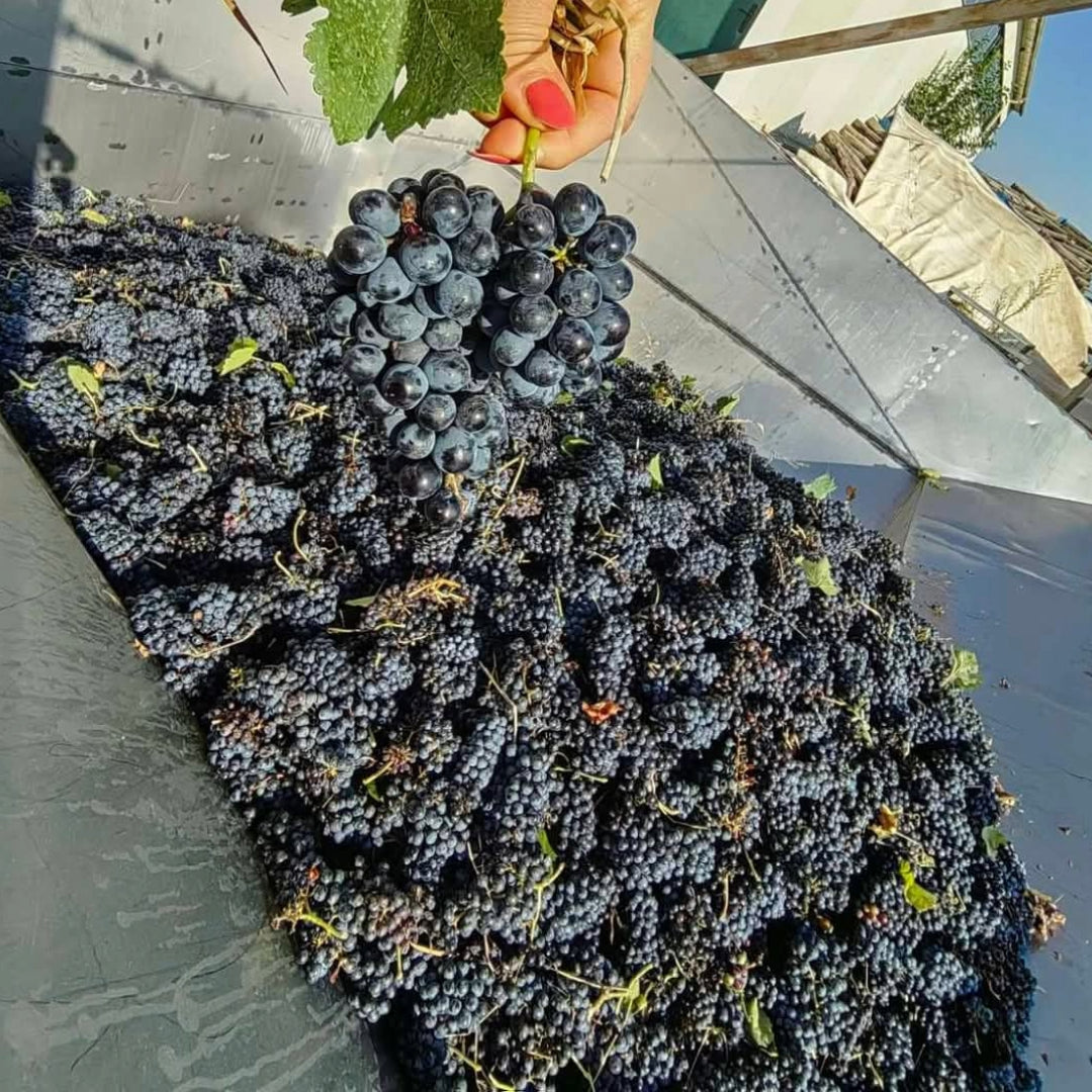 Zagreus Winery Santimenti Mavrud