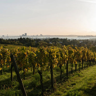 Muenzenrieder Zweigelt