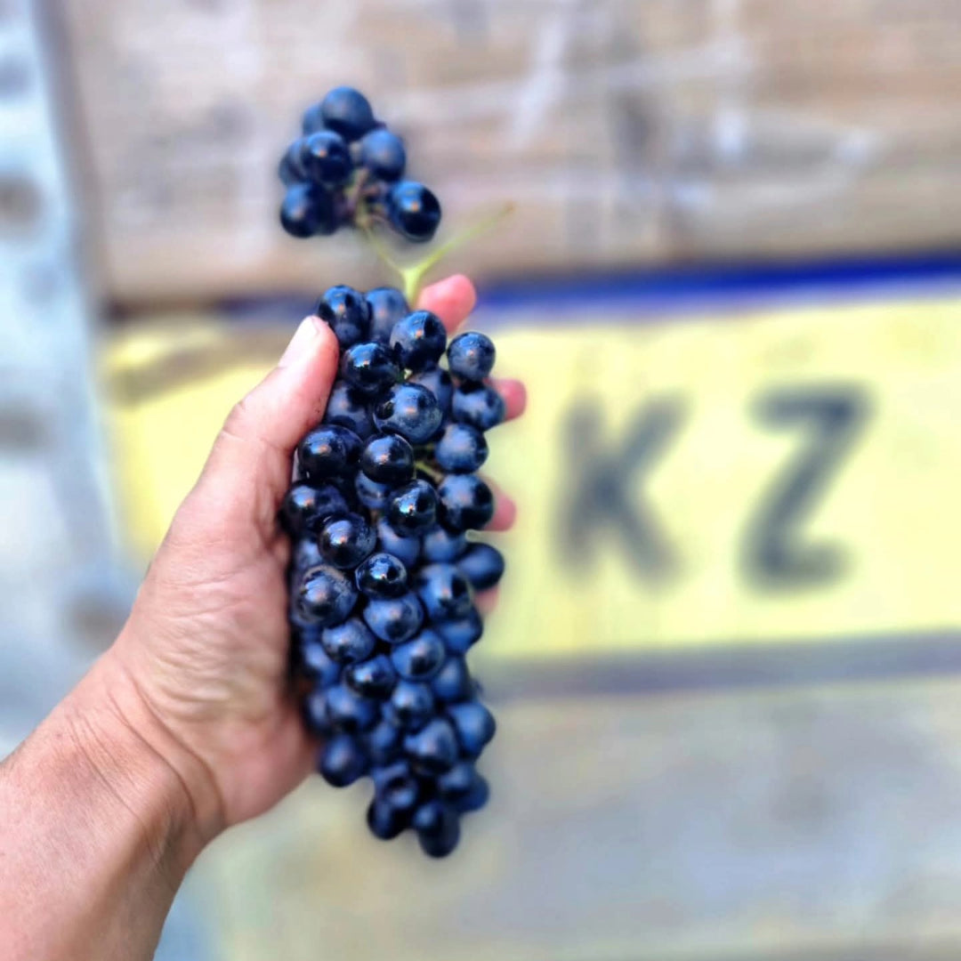 Kleine Zalze Vineyard Selection Grenache