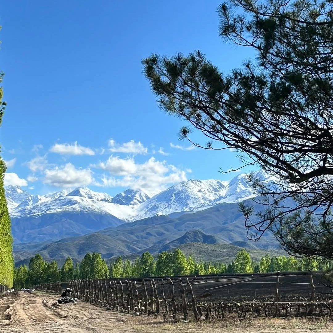 Santa Julia Vinos Naturales Orange Chardonnay