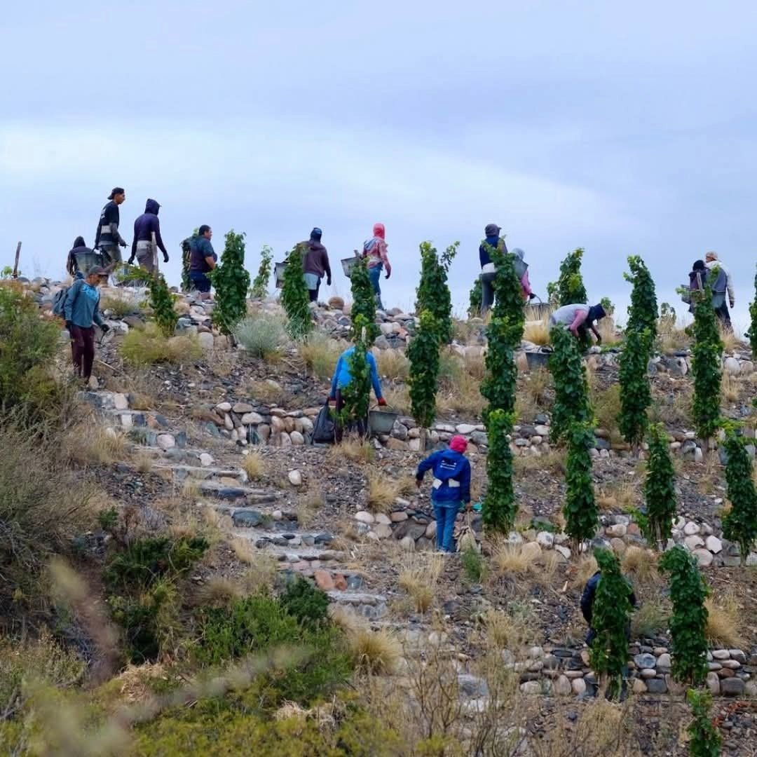 Santa Julia Vinos Naturales Orange Chardonnay