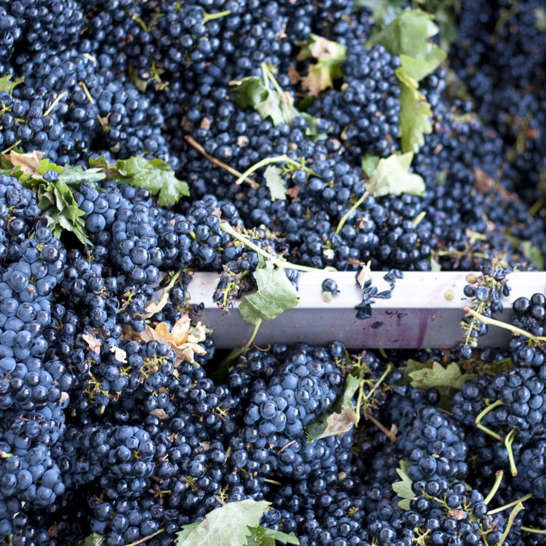 Abadia Mercier Y Knot Tempranillo
