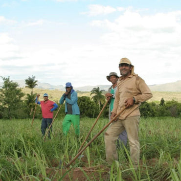 Abelha Organic Cachaca 3yo Gold - Latitude Wine & Liquor Merchant