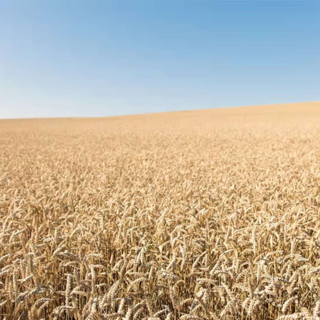 Absolut Vanilla Vodka - Latitude Wine & Liquor Merchant