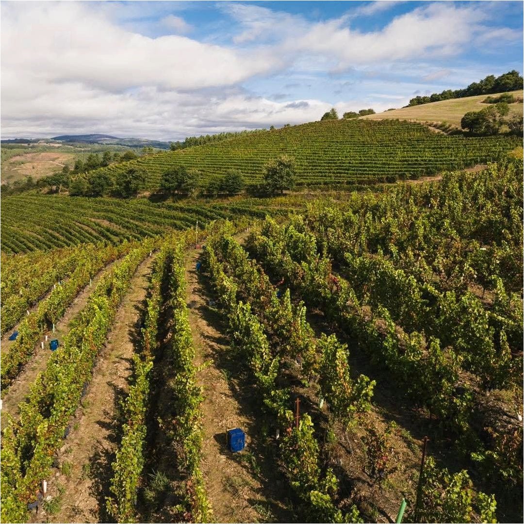 Adega Ponte da Boga Blanco Lexitimo DO Ribeira Sacra - Latitude Wine & Liquor Merchant