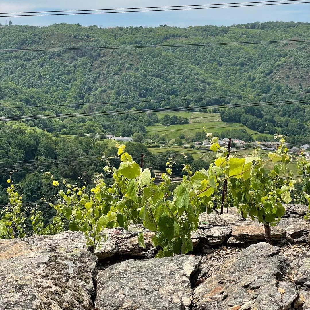 Adega Ponte da Boga Blanco Lexitimo DO Ribeira Sacra - Latitude Wine & Liquor Merchant