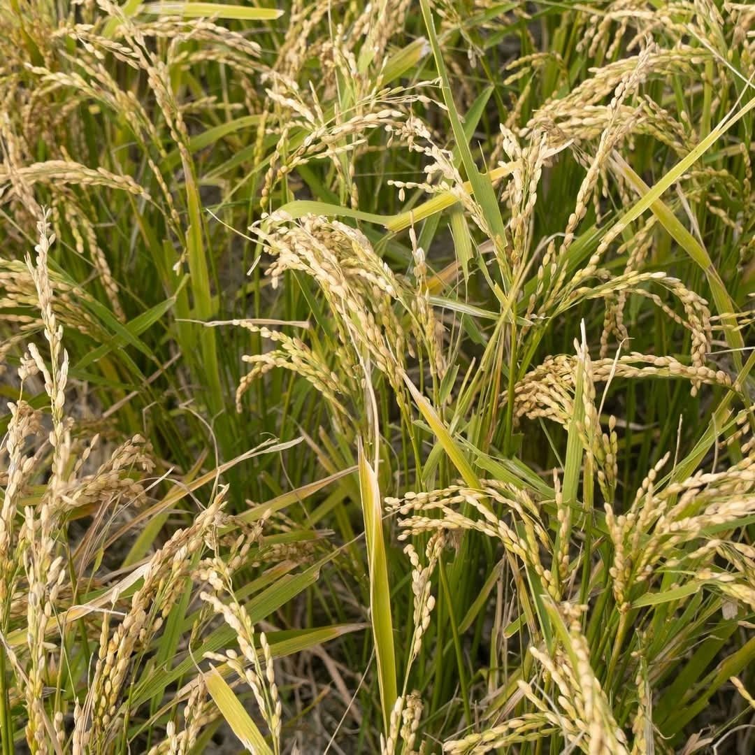 Akashi - Tai Junmai Tokubetsu 72cl - Latitude Wine & Liquor Merchant