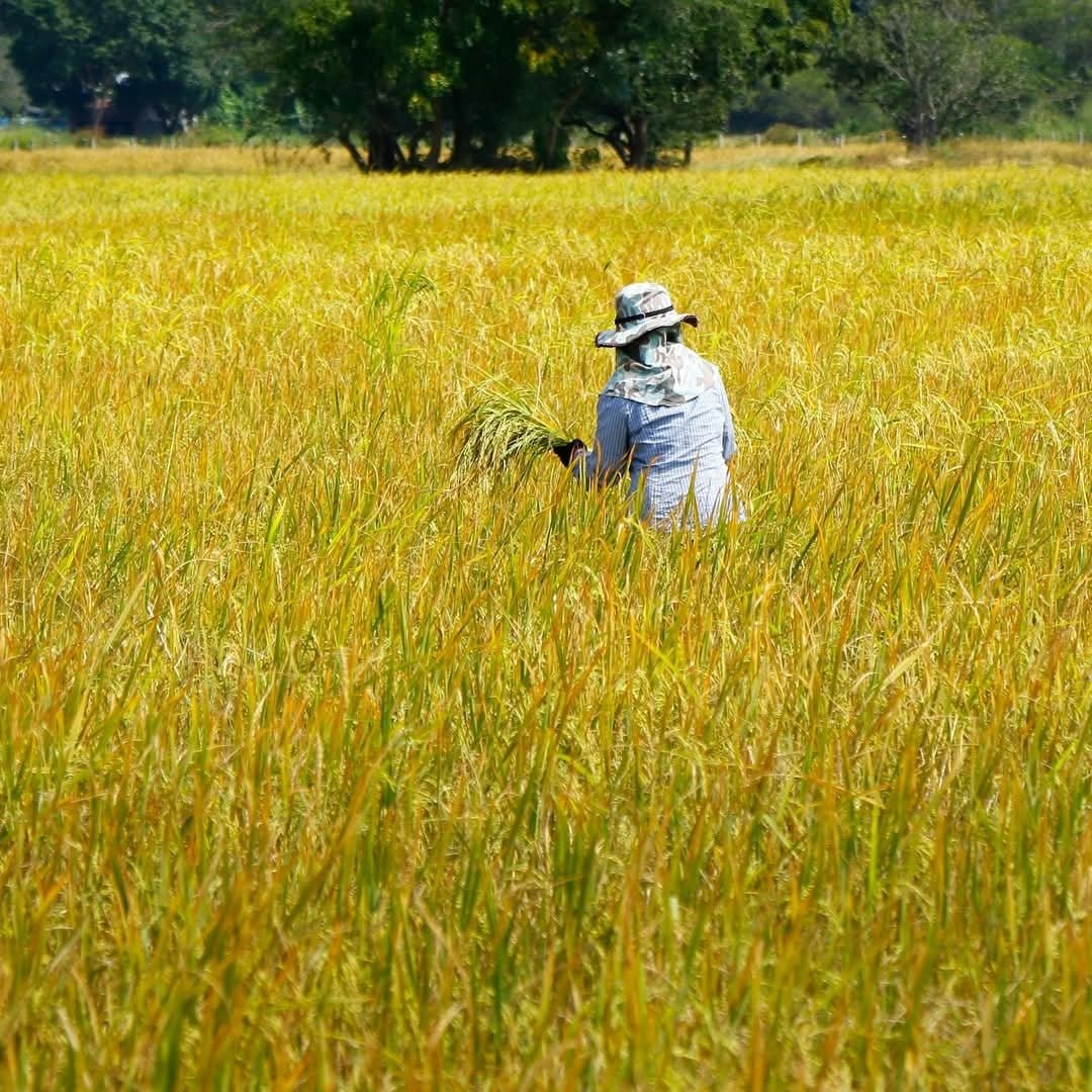 Akashi - Tai Junmai Tokubetsu 72cl - Latitude Wine & Liquor Merchant
