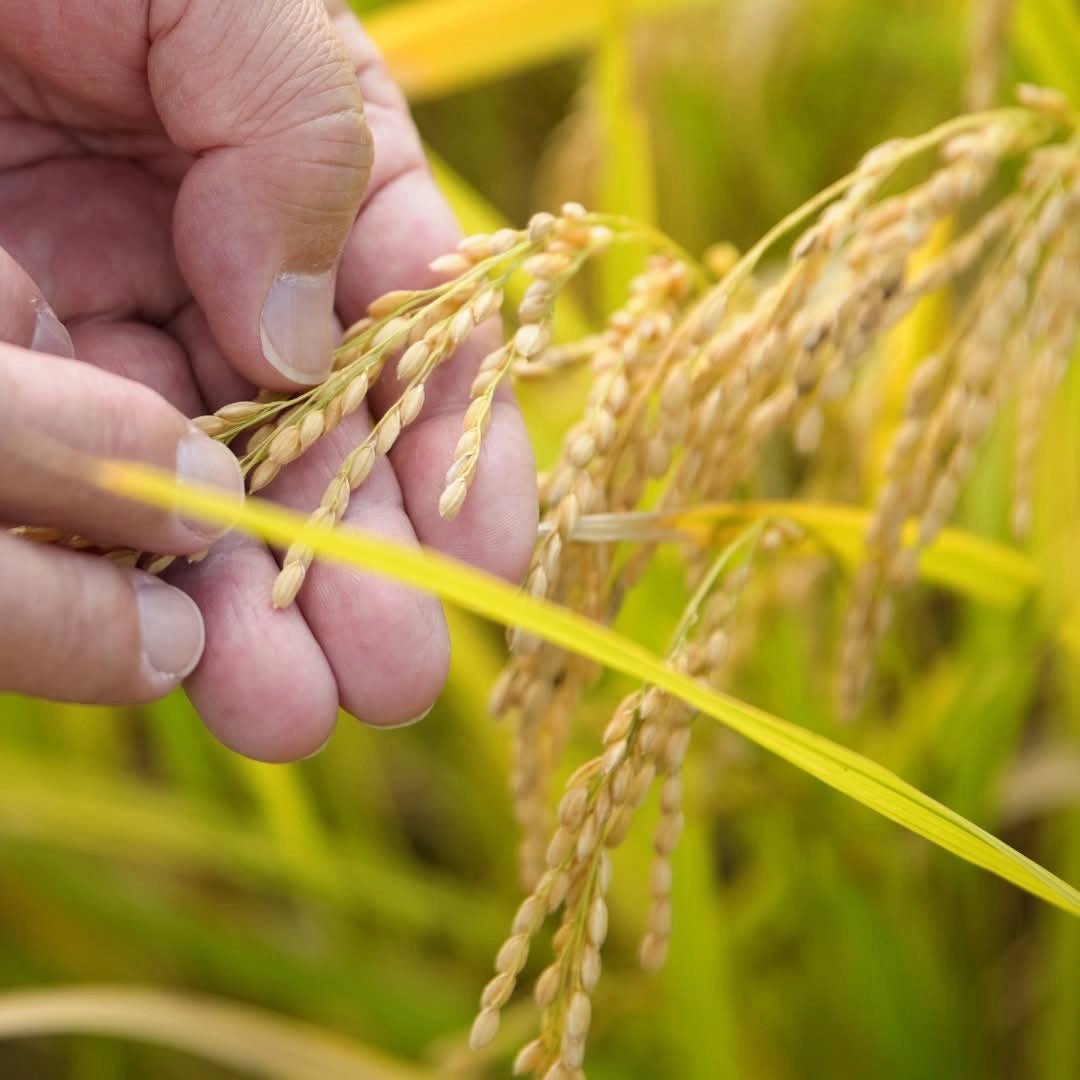 Akashi - Tai Junmai Tokubetsu 72cl - Latitude Wine & Liquor Merchant