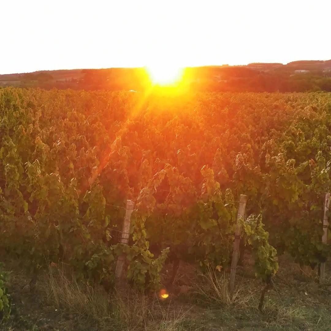 Albert De Conti Sauvignon/Chenin Pet Nat - Latitude Wine & Liquor Merchant