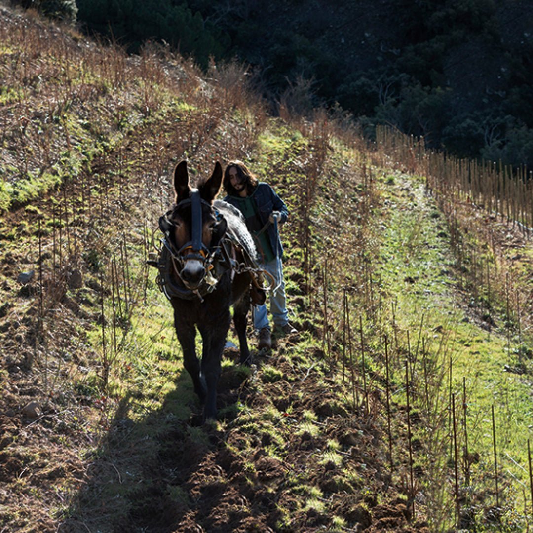 Alfredo Arribas Vinsnus inStabile Priorat - Latitude Wine & Liquor Merchant