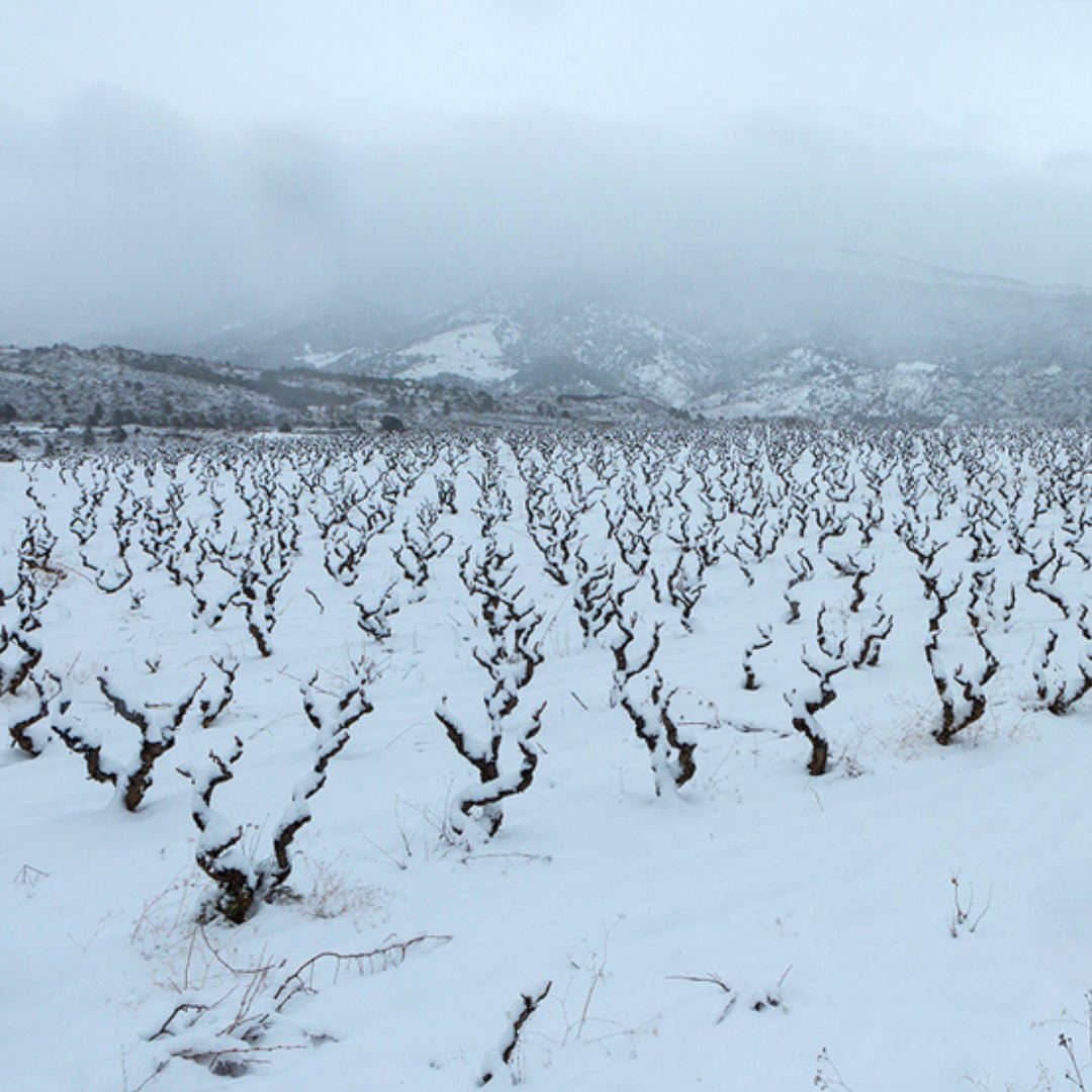 Alfredo Arribas Vinsnus inStabile Priorat - Latitude Wine & Liquor Merchant