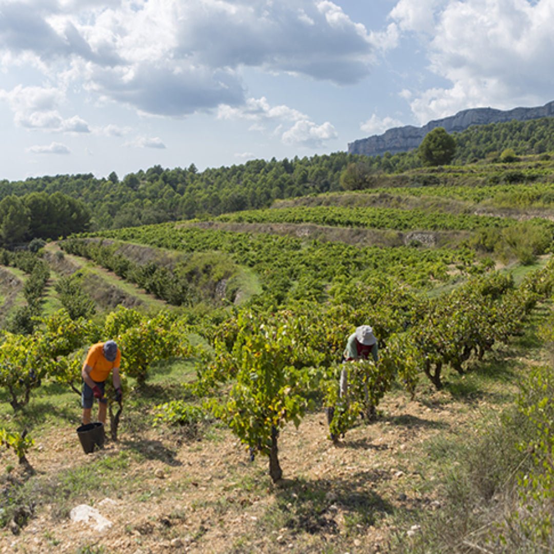 Alfredo Arribas Vinsnus inStabile Priorat - Latitude Wine & Liquor Merchant