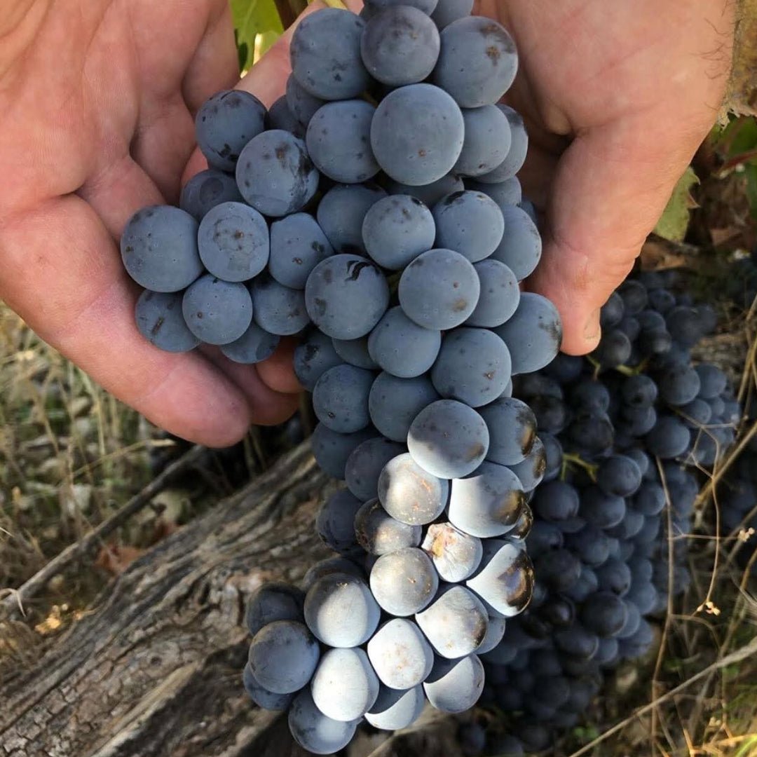 Alfredo Maestro Vina Almate Tinto