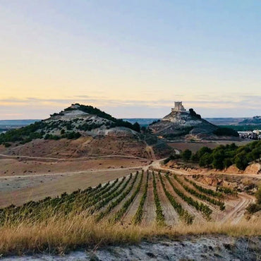 Alfredo Maestro Tejero Vina Almate Tinto - Latitude Wine & Liquor Merchant