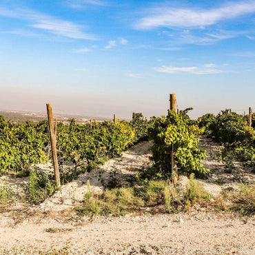 Alianca Bairrada Reserva - Latitude Wine & Liquor Merchant