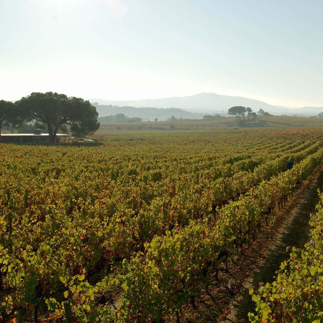 Alianca Bairrada Reserva - Latitude Wine & Liquor Merchant