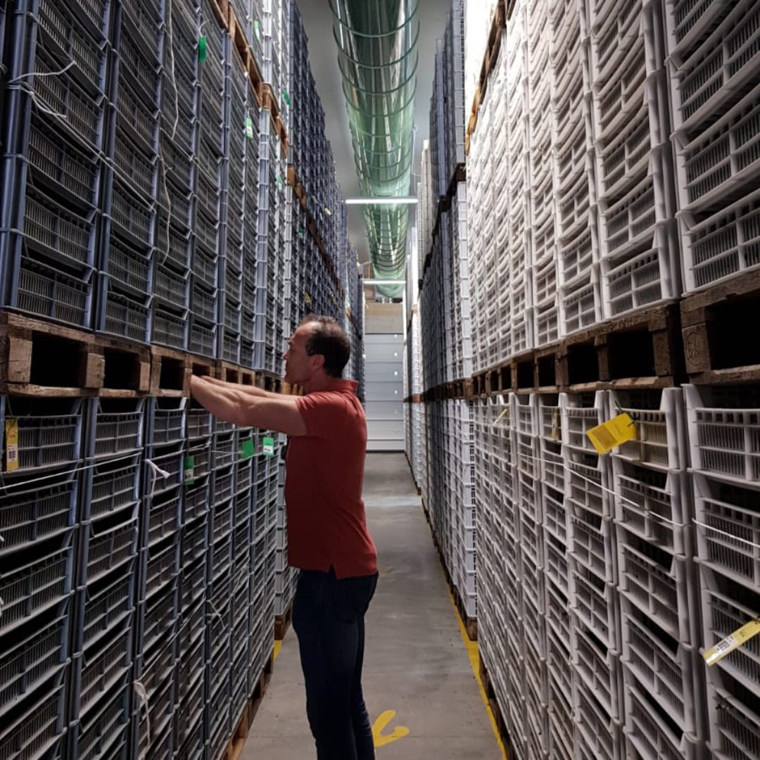 Alpha Zeta S" Soave" - Latitude Wine & Liquor Merchant