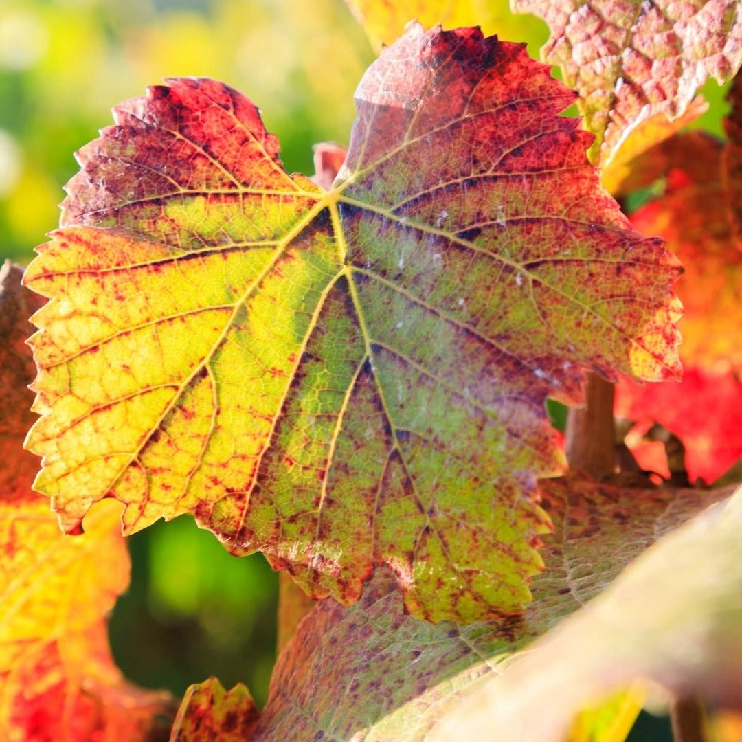 Amayna Cote d'Mar Syrah - Latitude Wine & Liquor Merchant