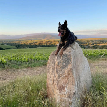 Amayna Cote d'Mar Syrah - Latitude Wine & Liquor Merchant