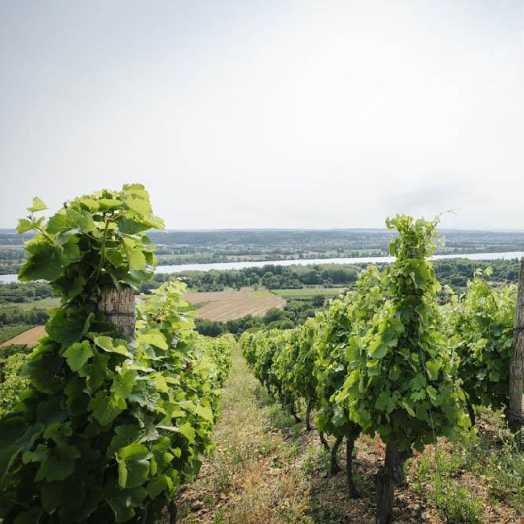 Anthony Paret Valvigneyre Cotes Du Rhone Syrah