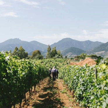 Antichi Poderi Jerzu Bantu Cannonau di Sardegna - Latitude Wine & Liquor Merchant