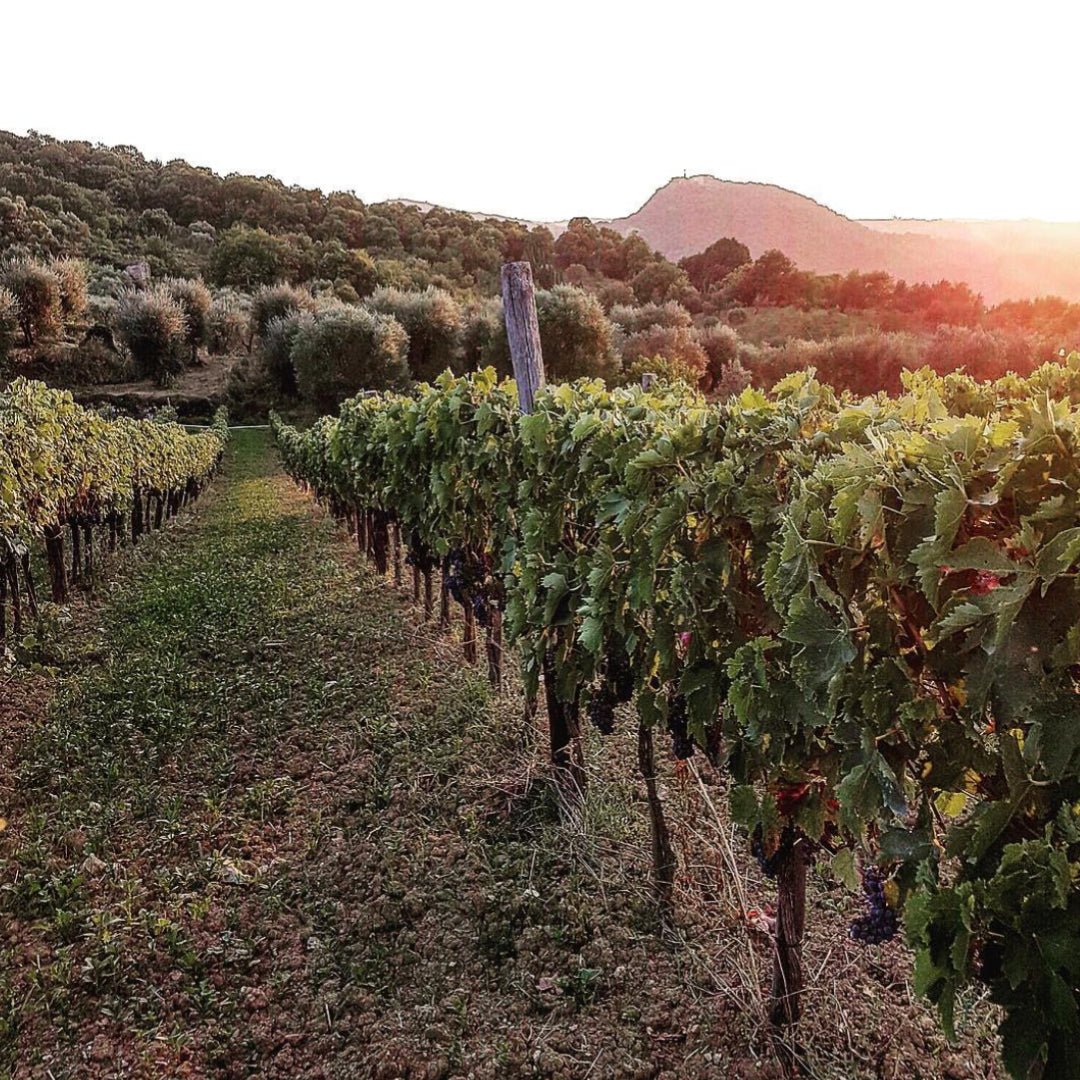 Antonio Camillo Morellino Di Scansano - Latitude Wine & Liquor Merchant