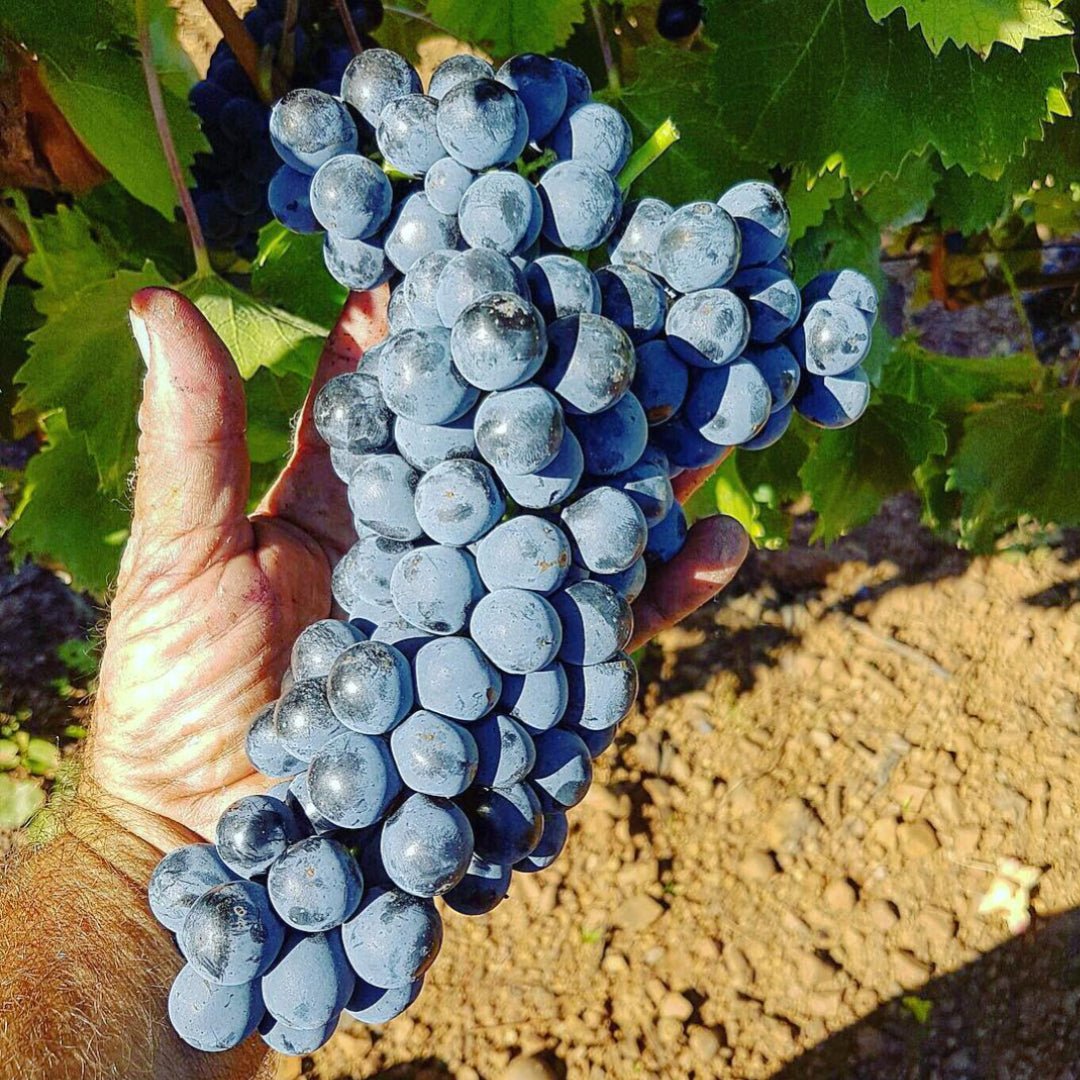 Antonio Camillo Morellino Di Scansano - Latitude Wine & Liquor Merchant