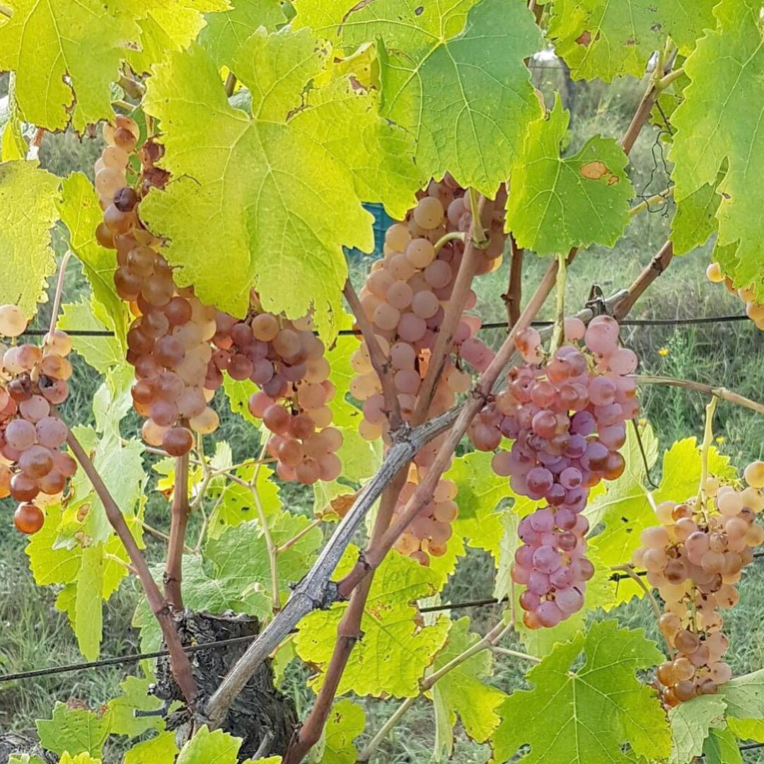 Antonio Camillo Morellino Di Scansano - Latitude Wine & Liquor Merchant