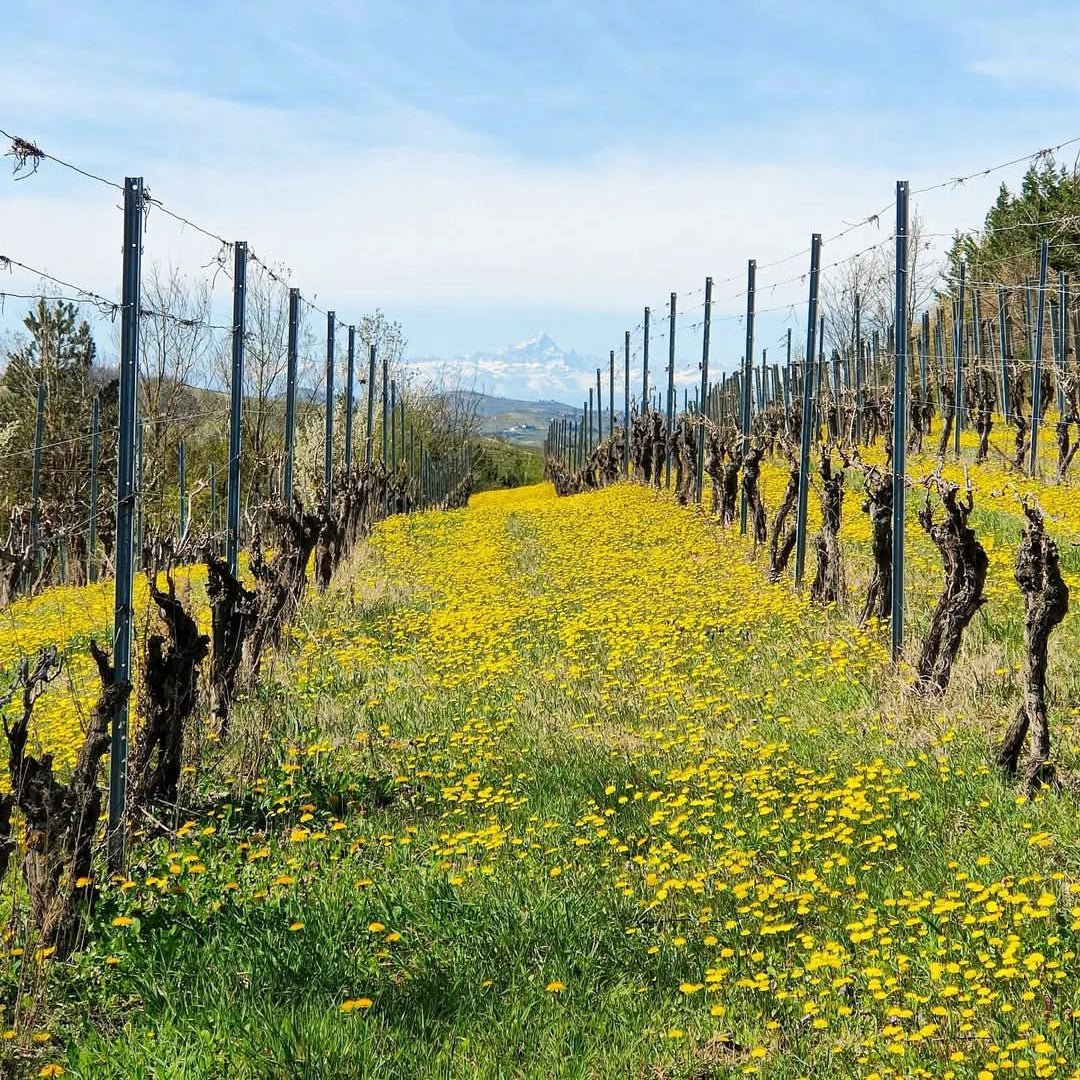 Araldica Barolo Flori - Latitude Wine & Liquor Merchant