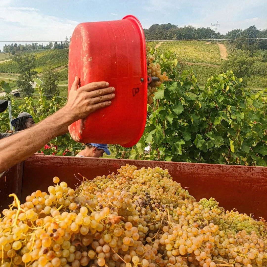 Avamposti Cerchi Slarina Monferrato DOC - Latitude Wine & Liquor Merchant