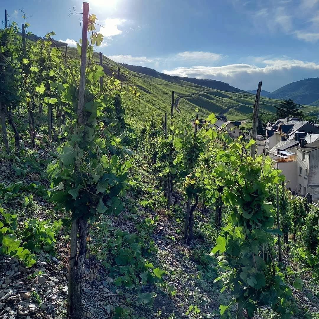 Axel Pauly Lieserer Niederberg - Helden Riesling Kabinett - Latitude Wine & Liquor Merchant