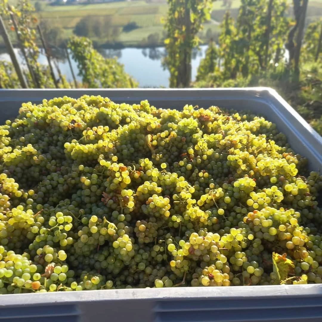 Axel Pauly Lieserer Niederberg - Helden Riesling Kabinett - Latitude Wine & Liquor Merchant