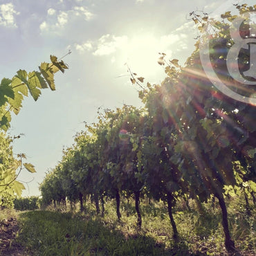 Belle De Brillet Cognac & Poire Williams Liqueur - Latitude Wine & Liquor Merchant