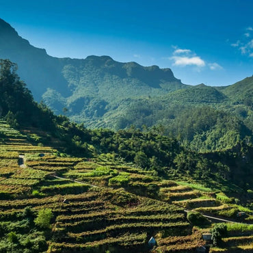 Blandy's Duke of Clarence Rich Madeira - Latitude Wine & Liquor Merchant