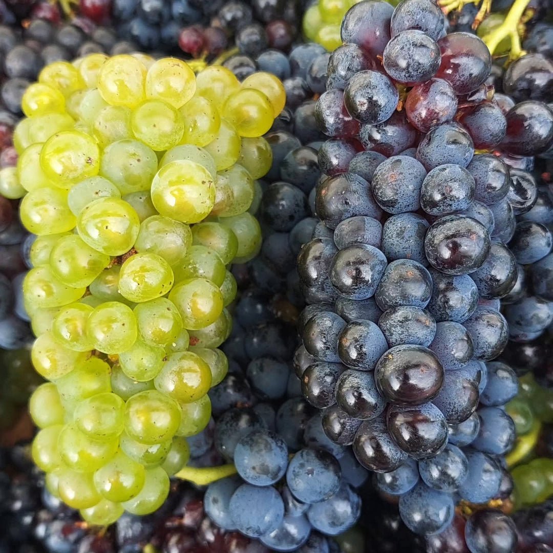 Bodega Agerre Txakoli Blanco