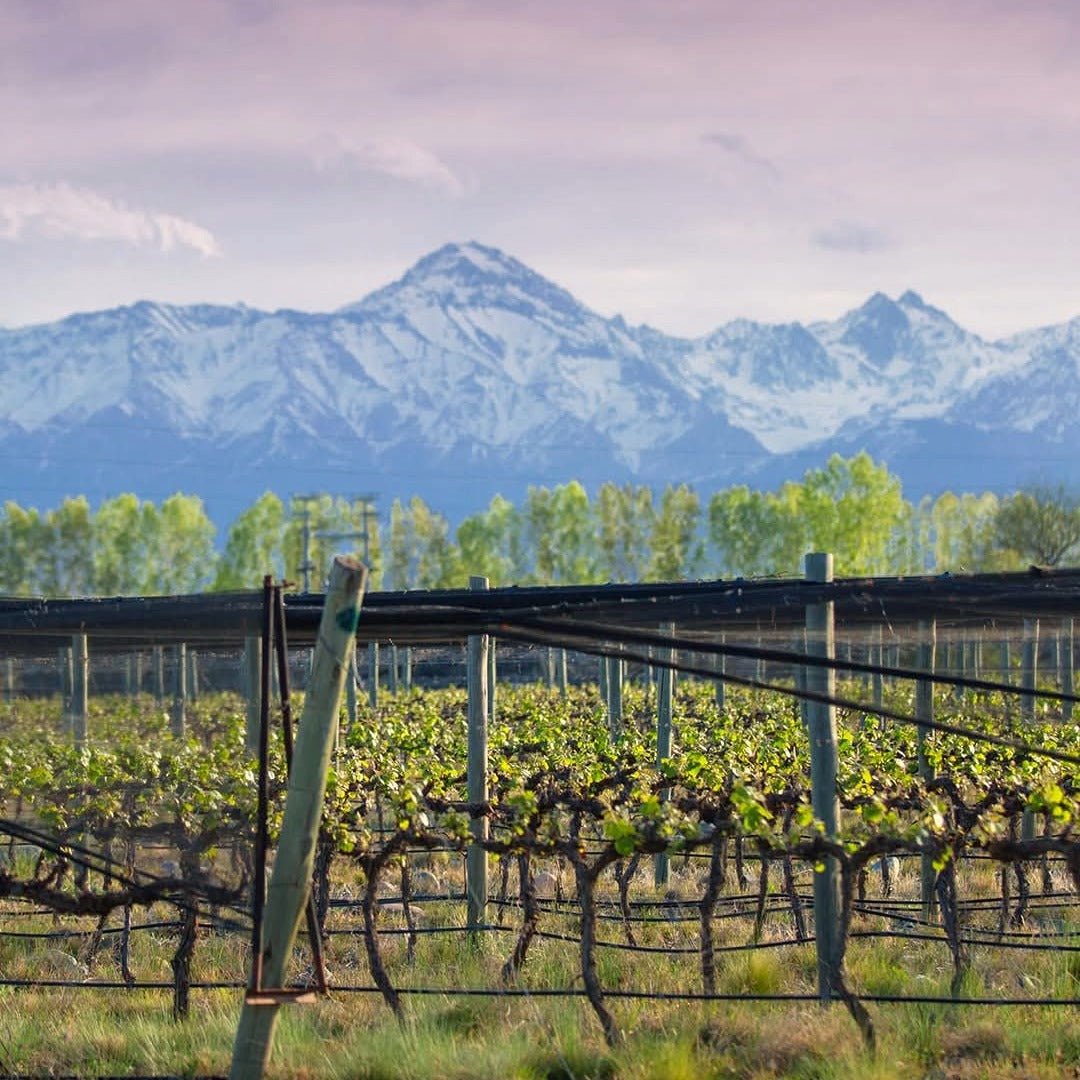 Bodega Atamisque Serbal Petit Verdot - Latitude Wine & Liquor Merchant